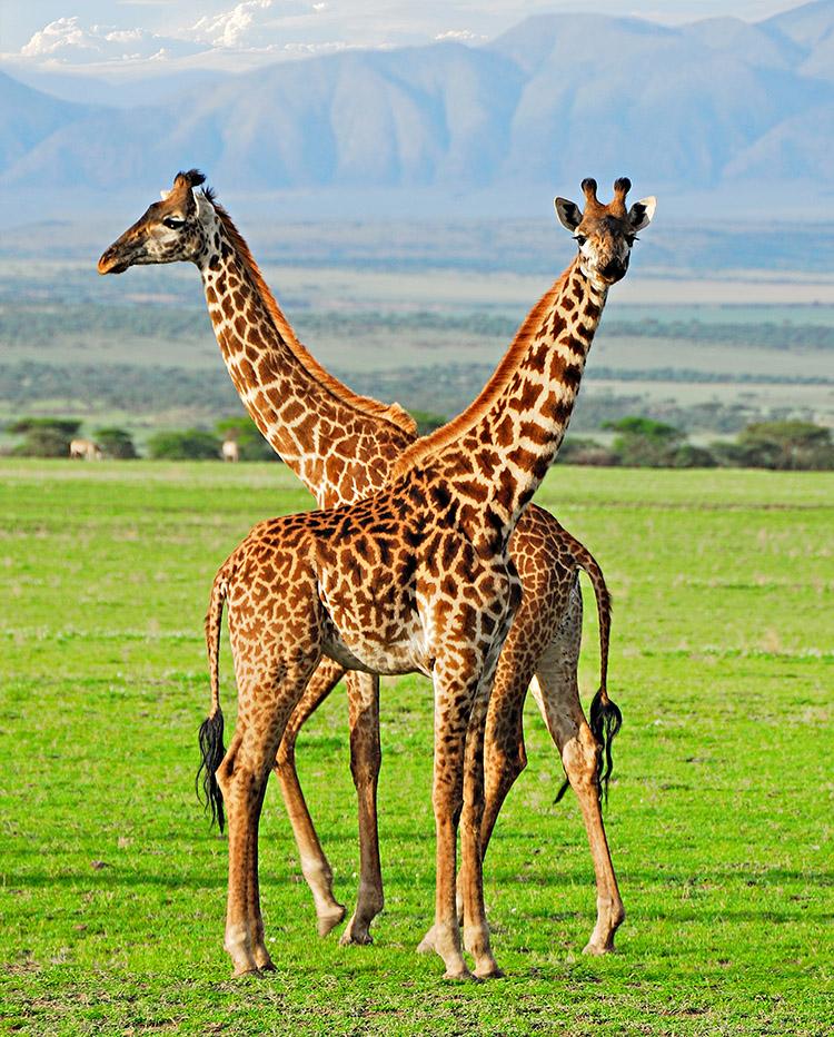 Você sabia que as girafas também velam seus mortos Entenda Alto Astral