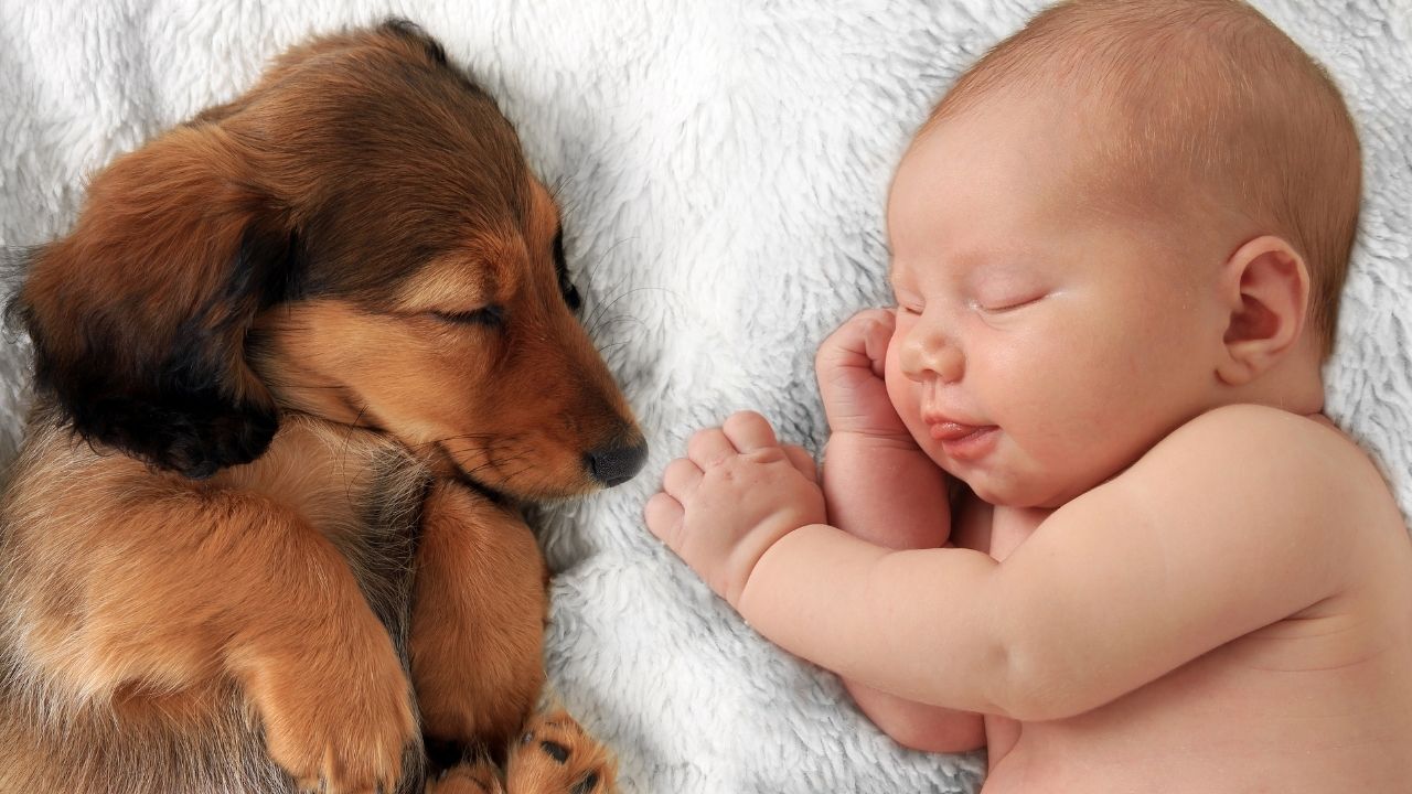 4 dicas para cachorro e bebê se darem bem