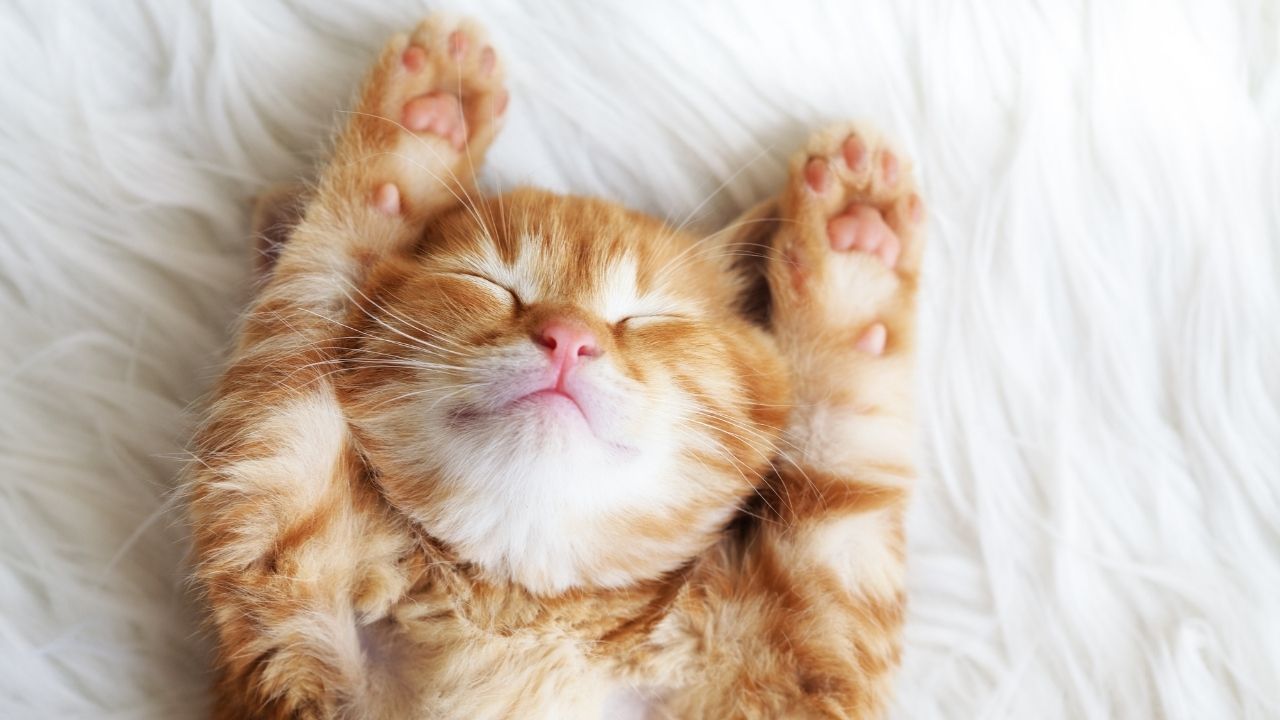 5 dicas para entender seu gato de uma vez por todas