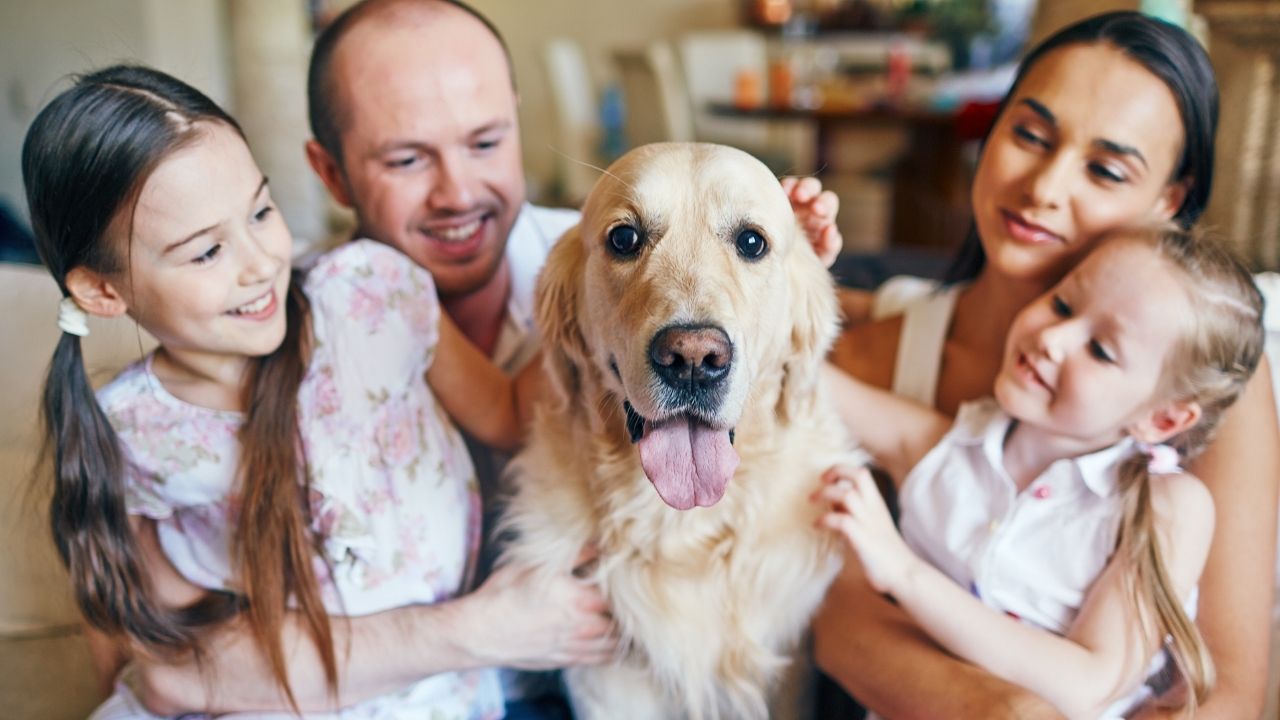 Como lidar com o luto ao perder um pet?