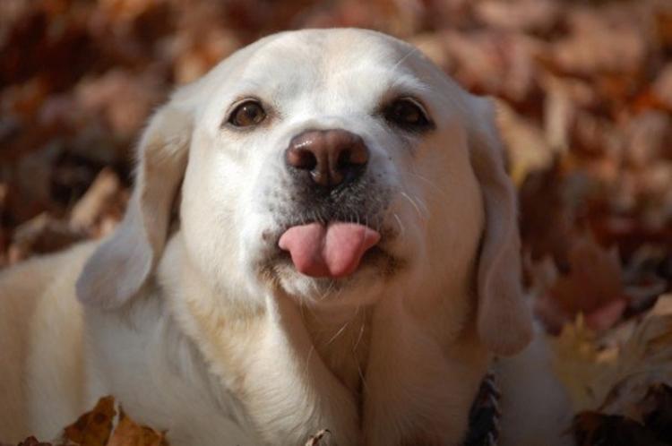 Listamos 16 cachorros que não se importam com nada além deles e mesmo assim nos matam do coração de tanta fofura. Vem ver!