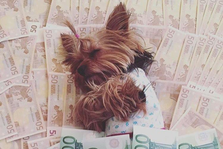 11 produtos e serviços para cachorros que vão te surpreender 