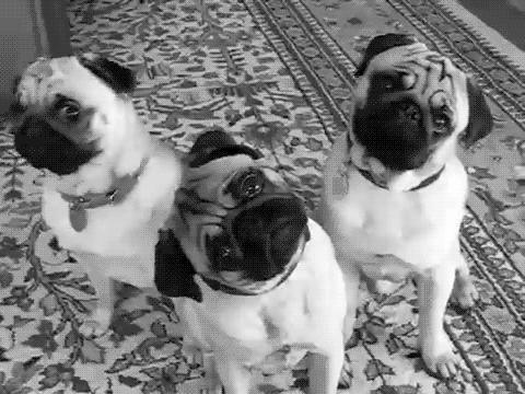 Os donos podem influenciar na doença dos animais 
