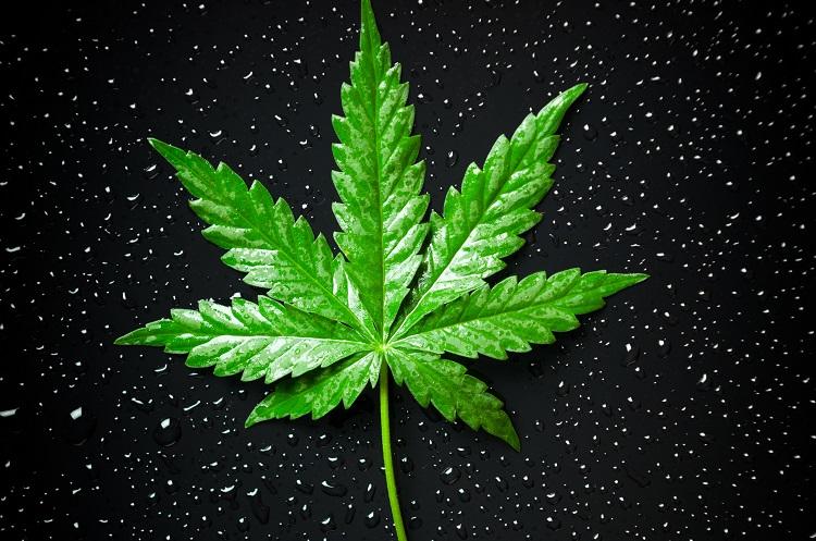 Como a maconha afeta o cérebro adolescente? 