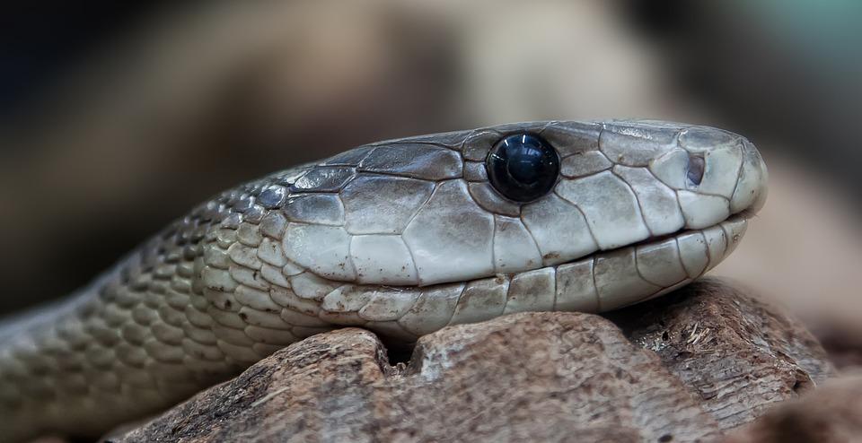Já ouviu falar em cobra que engoliu um boi? Será que isso é possível? Descubra como funciona a hora do jantar dessas cobras famintas