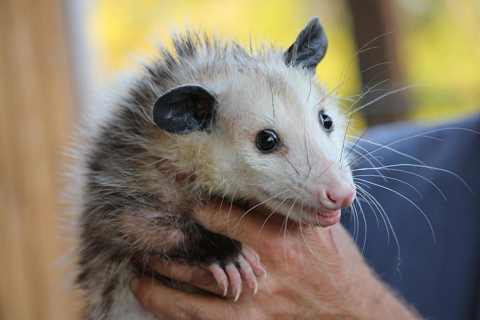 Nojeiras do mundo animal: por quê o gambá fede? 