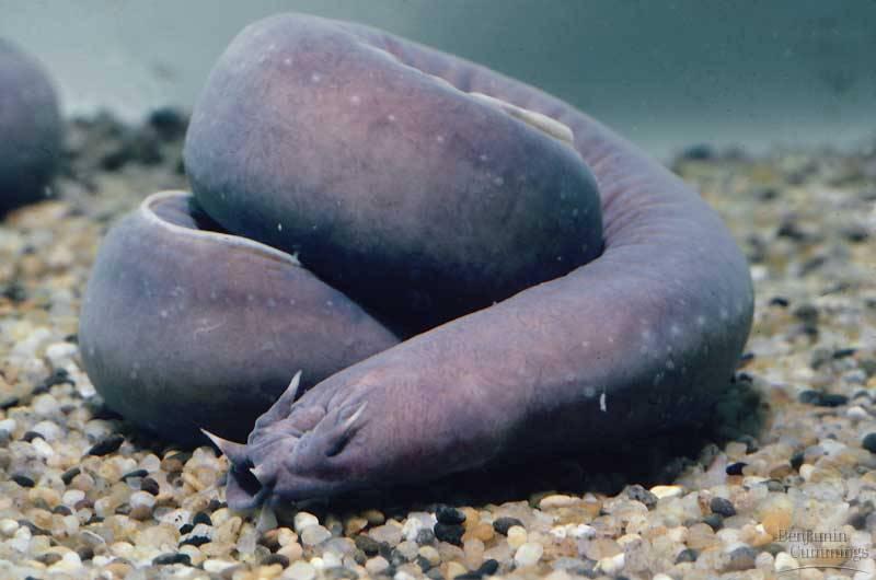 Mundo animal: conheça o Hagfish, um peixe feioso e nojento 
