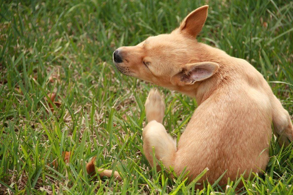 Como tratar a Síndrome do Olho Seco que afeta os pets? 