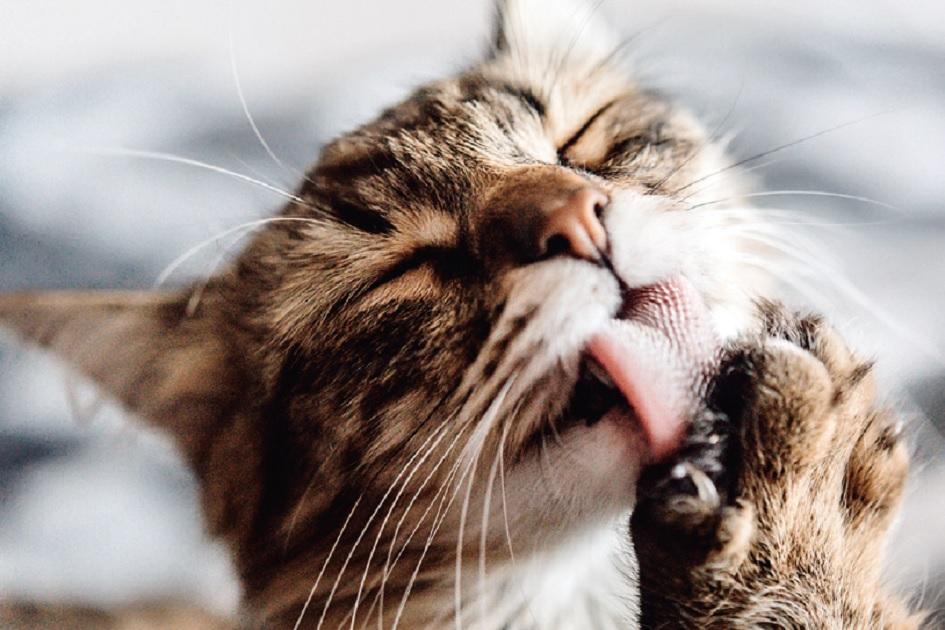 Escolha alimentos com óleo mineral e fibras, pois eles regulam a região intestinal e ajudam os gatos a expelir as bola de pelos!