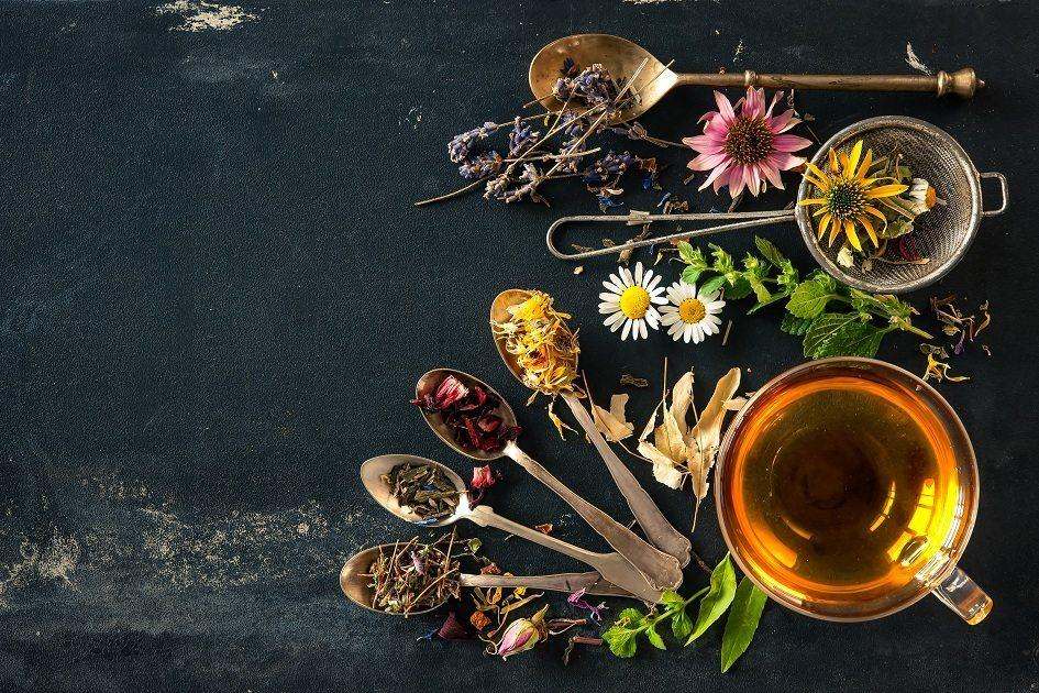 Fitoterapia: conheça os benefícios das plantas medicinais 