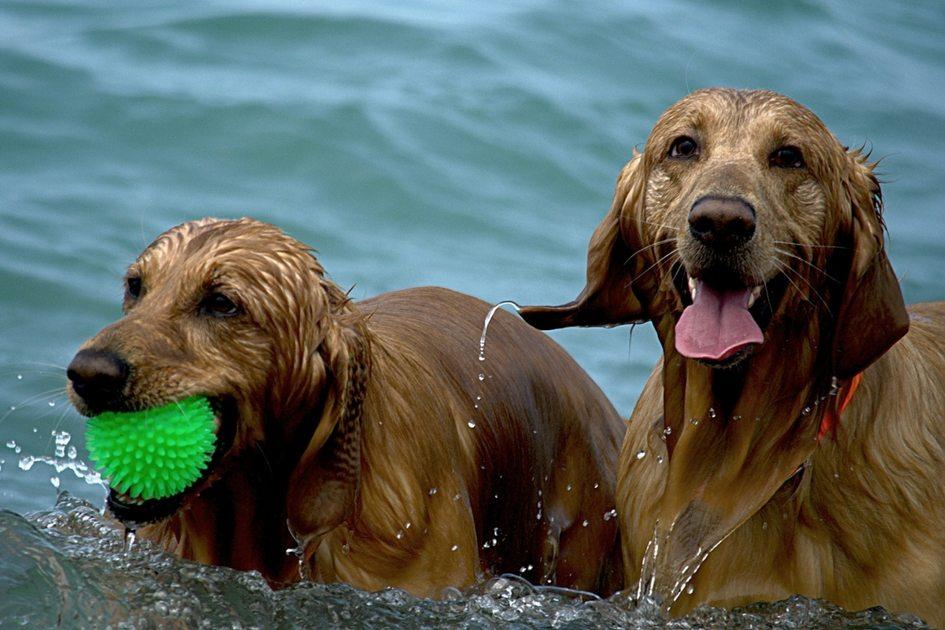 Banho: Qual a frequência? O que não fazer? Em casa ou no pet shop?Confira algumas dicas para sanar suas dúvidas e manter a saúde de seu animal!