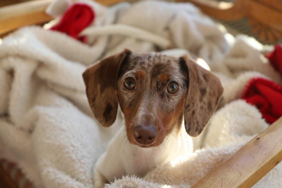 Apesar do calor, agora pode ser a hora de comprar roupinhas para os pets. Mas as vestimentas não devem ser colocadas apenas pelo apelo estético, elas devem ser escolhidas de acordo com cada pele e pelo de animal.