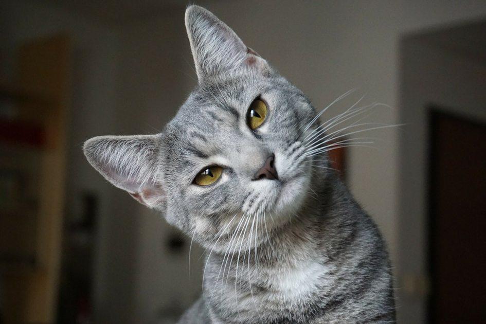 Top 5 gatinhos para alegrar seu dia 
