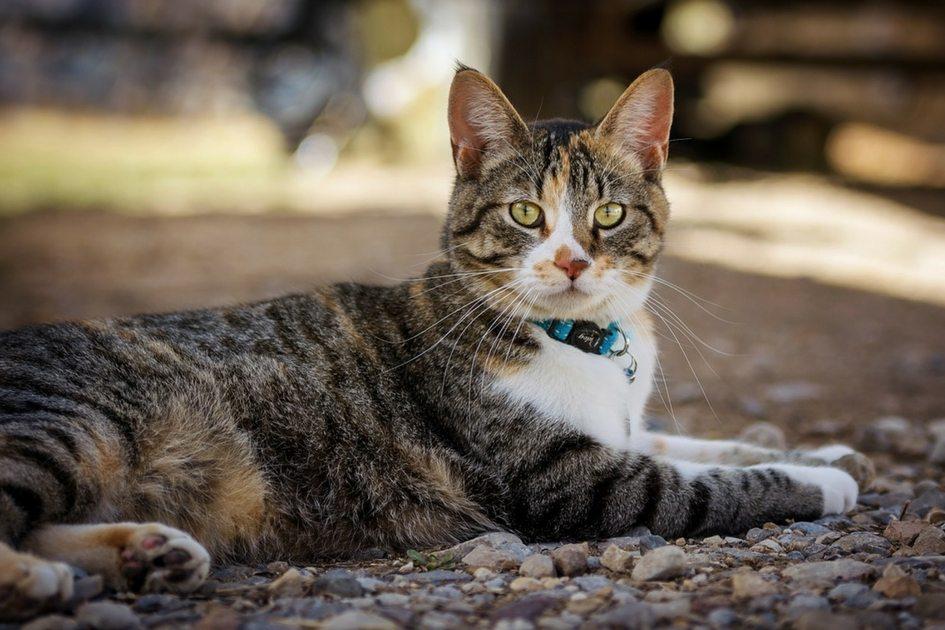 Tire suas dúvidas sobre a castração de pets 