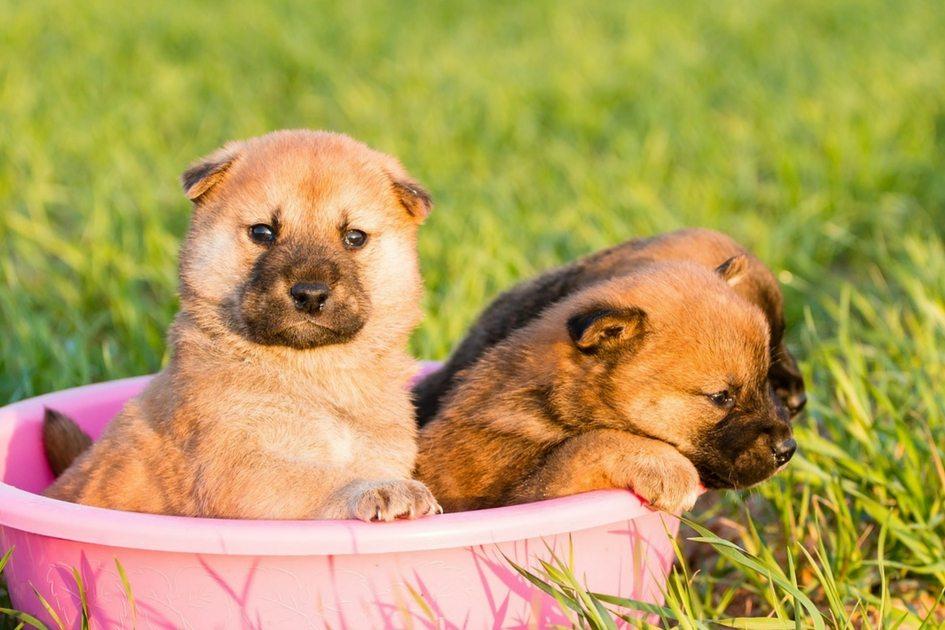 Quando trocar a ração do meu animal? 