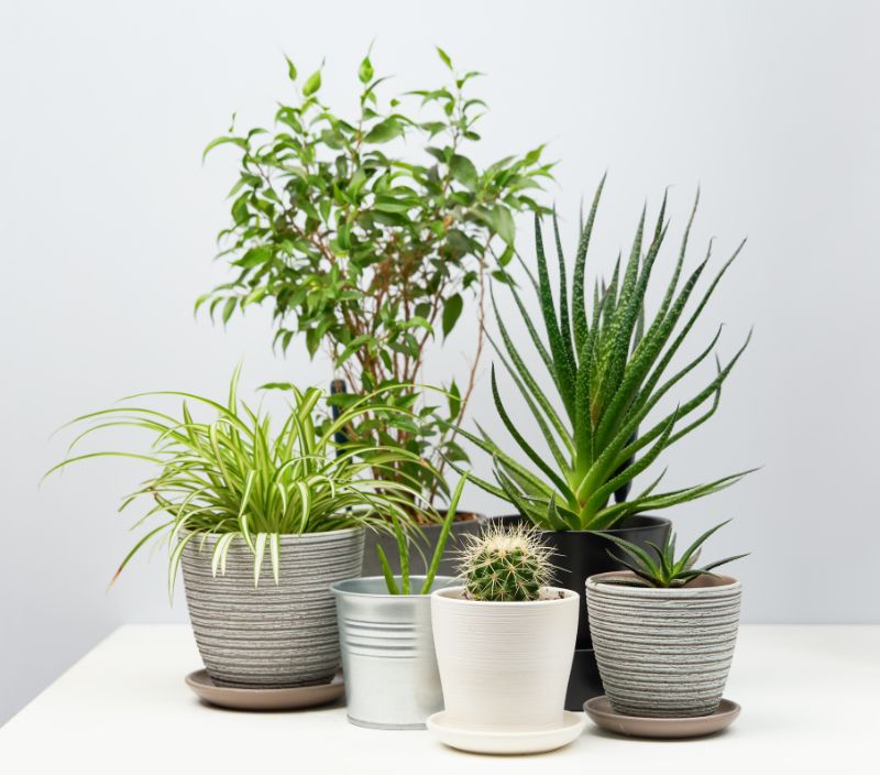 plantas