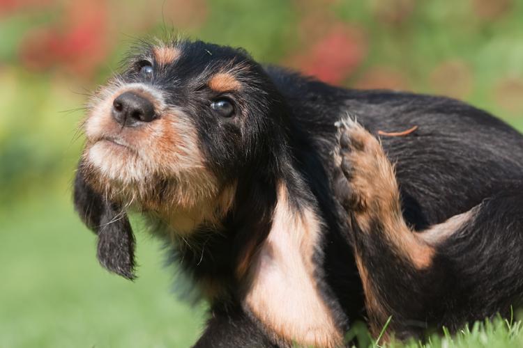 Cachorros que não estão nem aí para nada