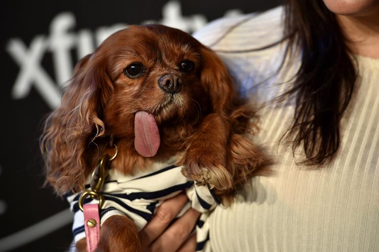 Cachorros que não estão nem aí para nada