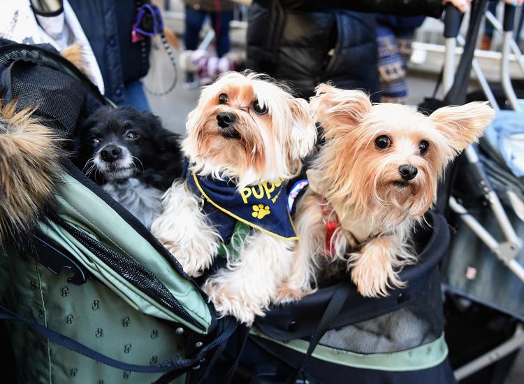 Cachorros que não estão nem aí para nada