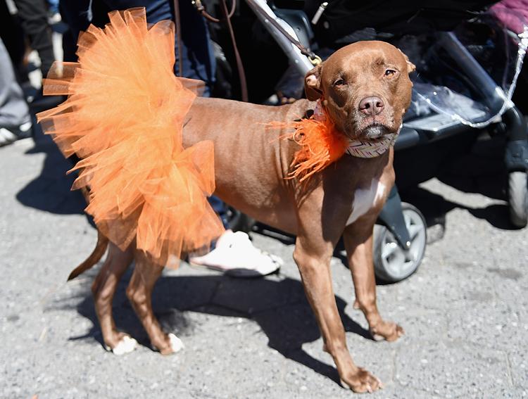Cachorros que não estão nem aí para nada