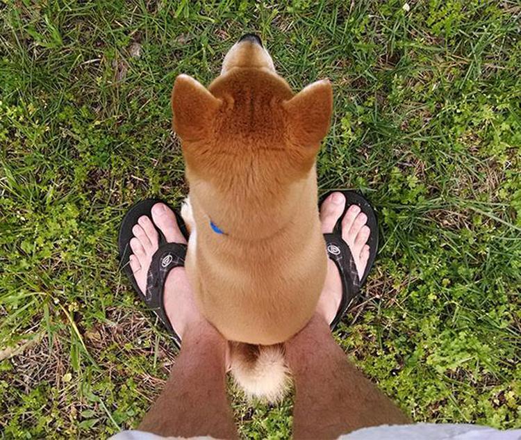 Cachorros que não estão nem aí