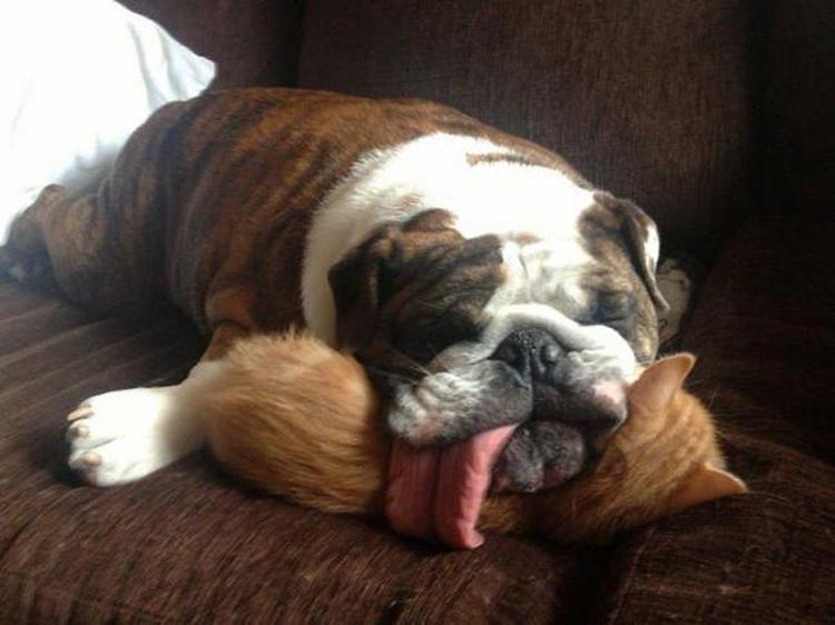 Cachorros que não estão nem aí