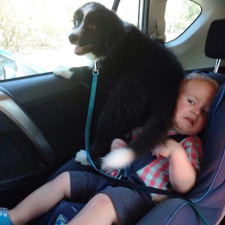 Cachorros que não estão nem aí