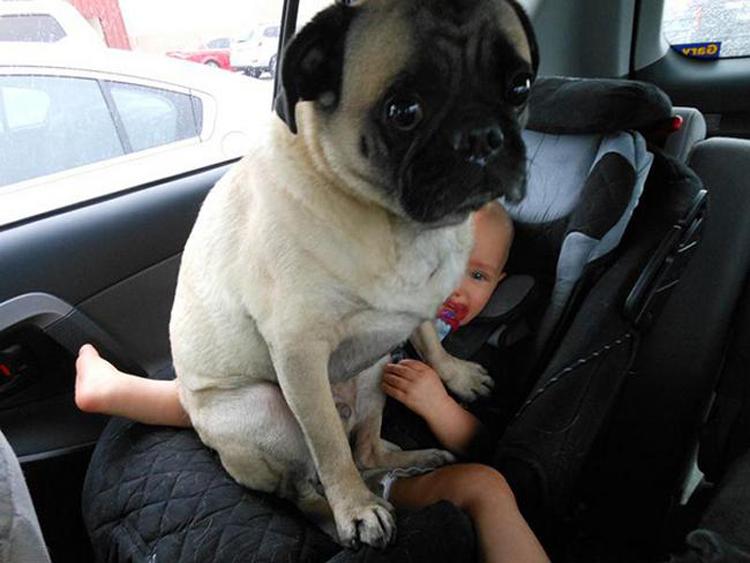 Cachorros que não estão nem aí para nada