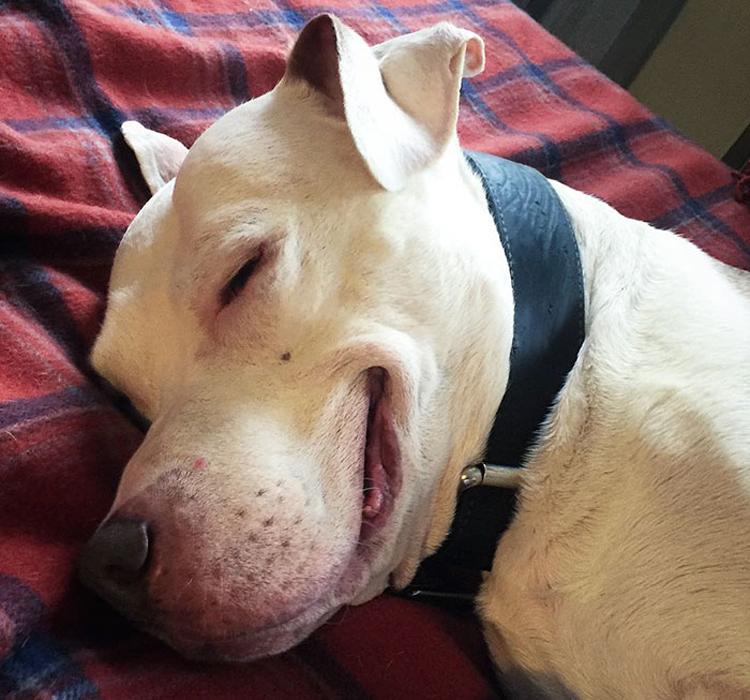cão da raça pitbull sorrindo