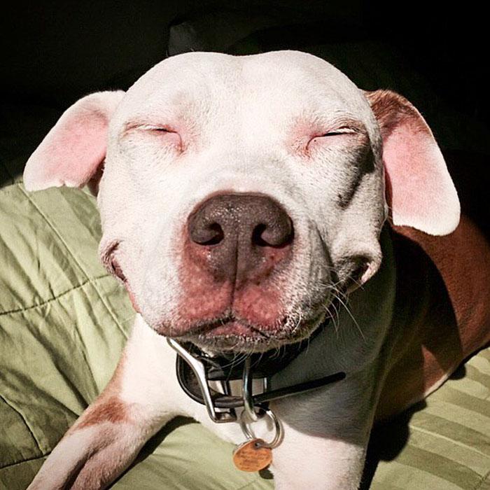 cão da raça pitbull sorrindo