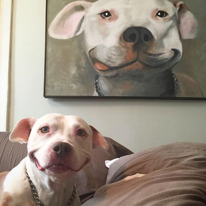 cão da raça pitbull sorrindo
