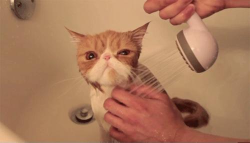 Gatinho no banho