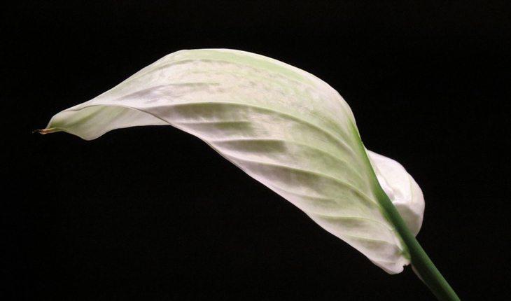 Matrimônio. Na foto, flor de lírio da paz