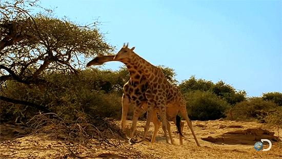 Girafas brigando por comida