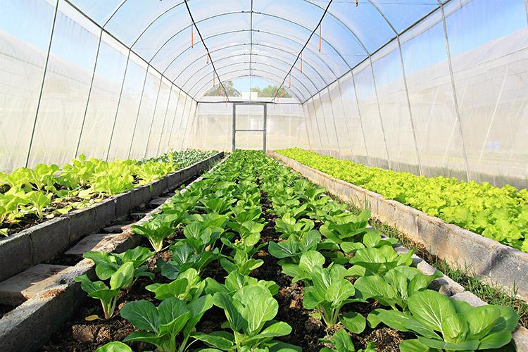Verduras, tipos, horta, plantaÁ„o