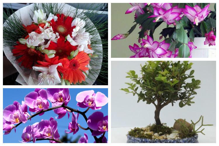 presentes para mãe