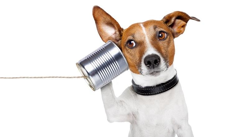 cachorro-8 curiosidades-telefone