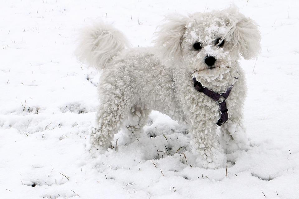 animal-bichon-frise