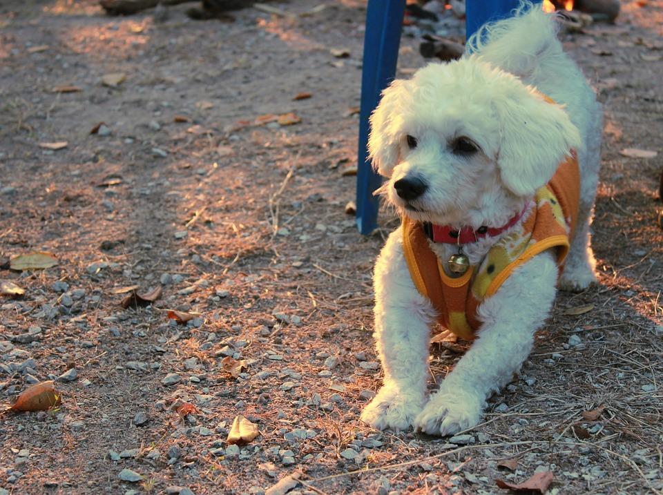 bichon-frise