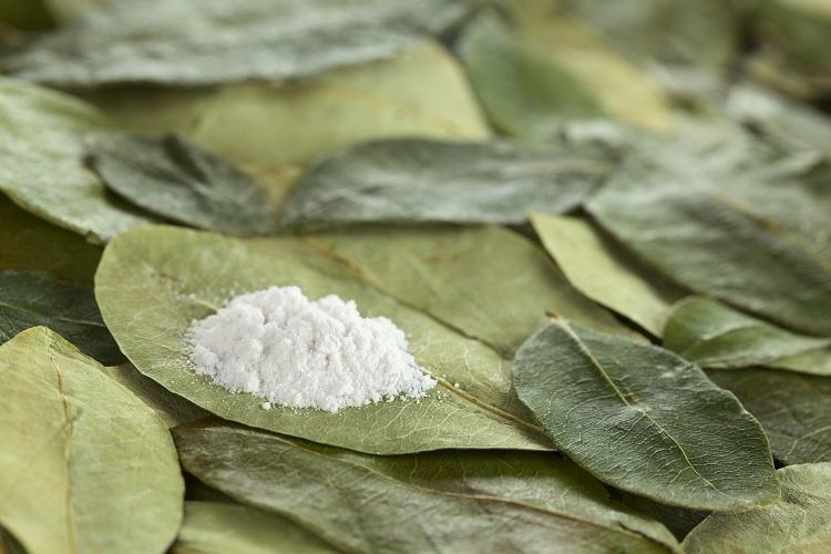 folha de coca, cocaína, drogas na pré-história