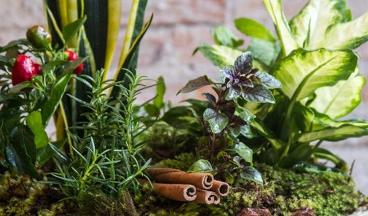 plantas místicasplantas místicas