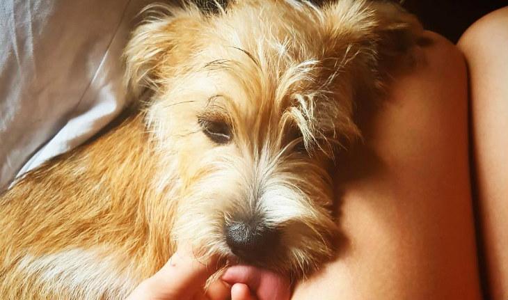 Hashtags populares no instagram cute cachorro fofo deitado