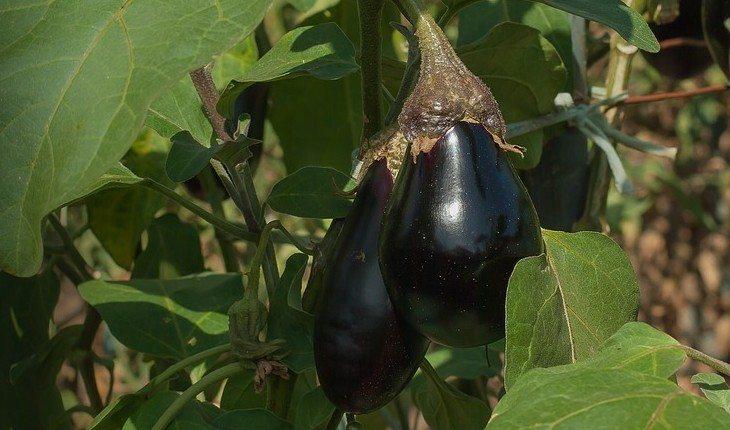 Berinjela madura