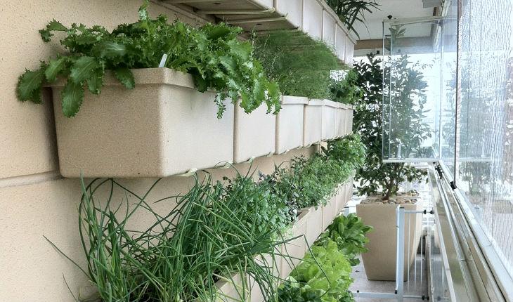 Horta em casa: aposta nas ervas, pequenas hortaliças e árvores frutíferas