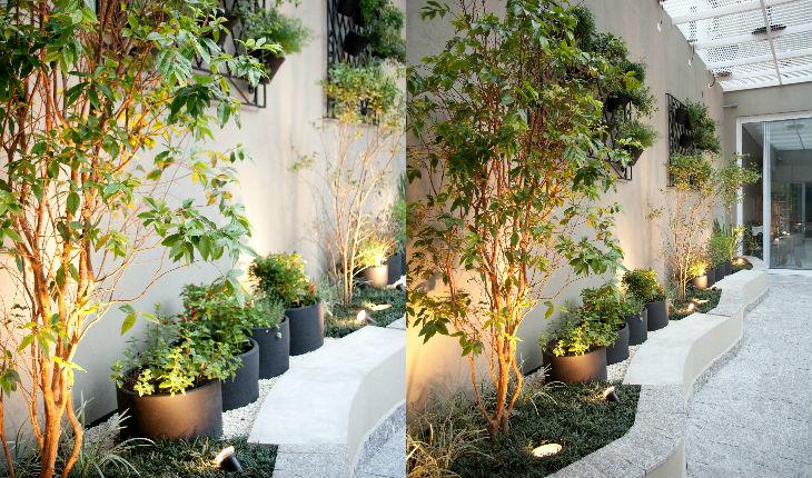 Horta em casa: aposta nas ervas, pequenas hortaliças e árvores frutíferas