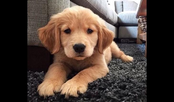 cachorro deitado sobre um tapete