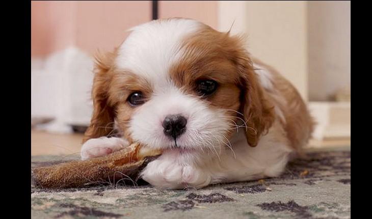 cachorro deitado sobre a patinha