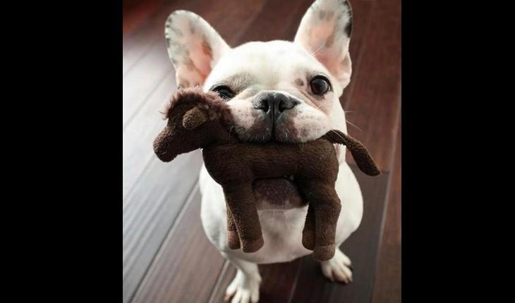 cachorro mordendo bichinho de pelúcia