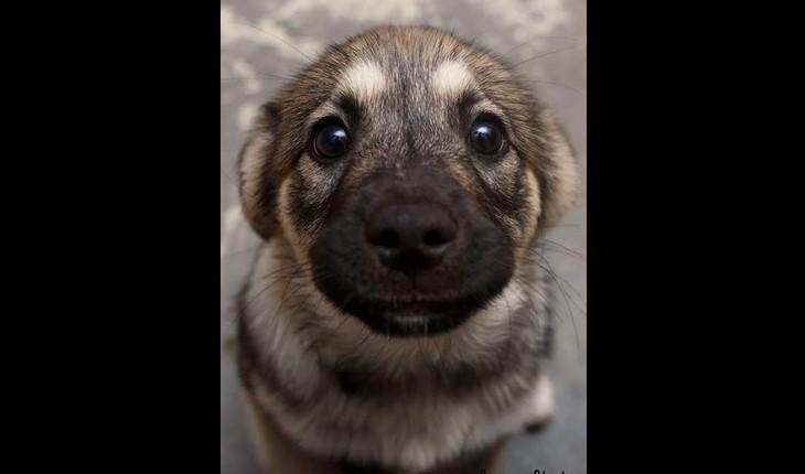 cachorro olhando para a foto