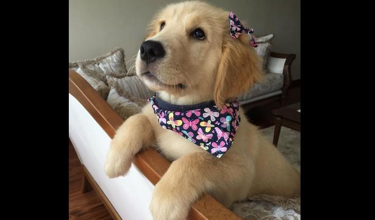 cachorro com lencinho saindo da cama